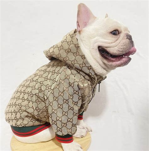 designer dog clothes Gucci